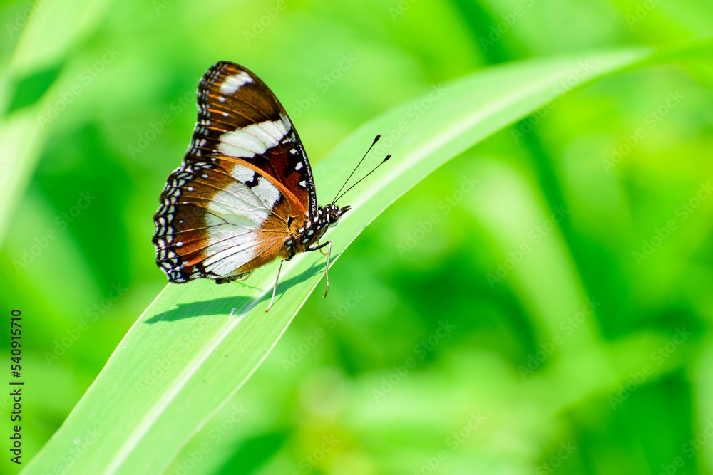 Monarch butterfly on grass leaves in blur background Monarch butterfly on grass leaves in blur background