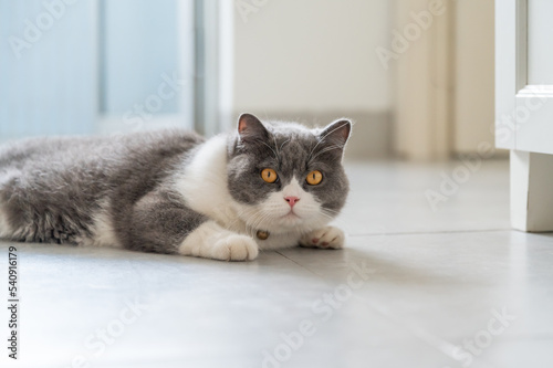 British Shorthair cat lying on the floor