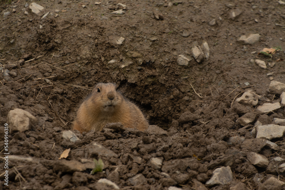 cute prairie dog curious watching cute prairie dog curious watching