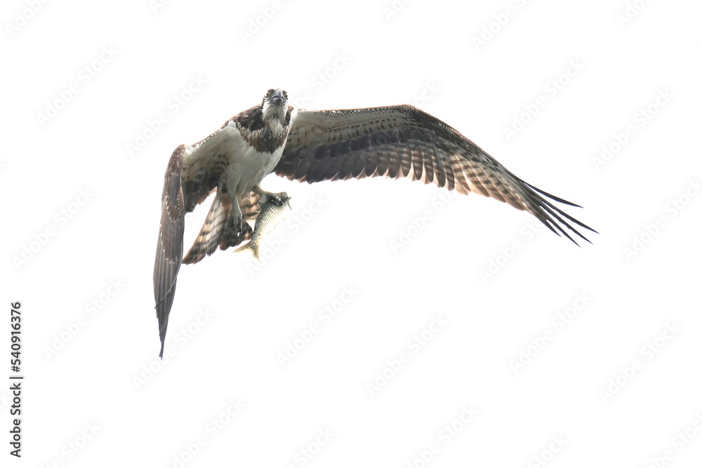 osprey is hunting a fish osprey is hunting a fish