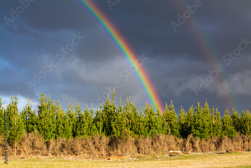 Bright double rainbow over young pine forest, dark stormy sky and clear colors of the rainbow. Natural landscape. The colors of the rainbow after the rain. Central Plateau, New Zealand