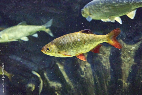 rudd Scardinius erythrophthalmus floating in clear water among the stones