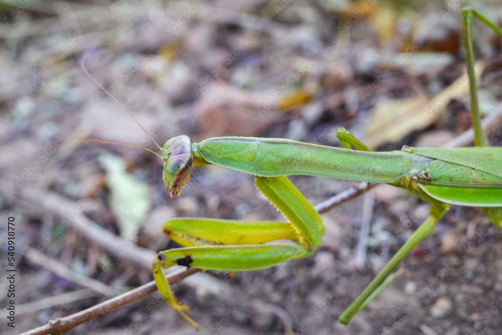 praying mantis in close