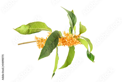 Sweet Osmanthus fragrans branch isolated on white background