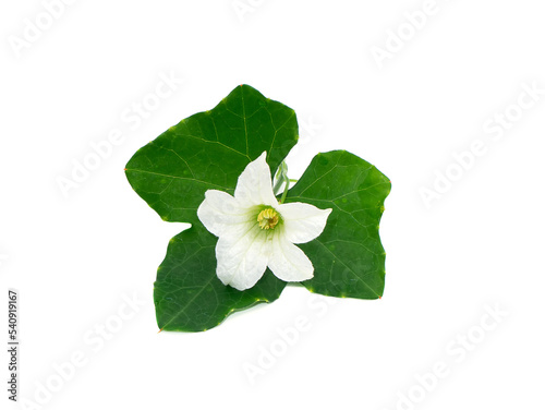 Close up white Ivy Gourd flower with leaf on white background. photo