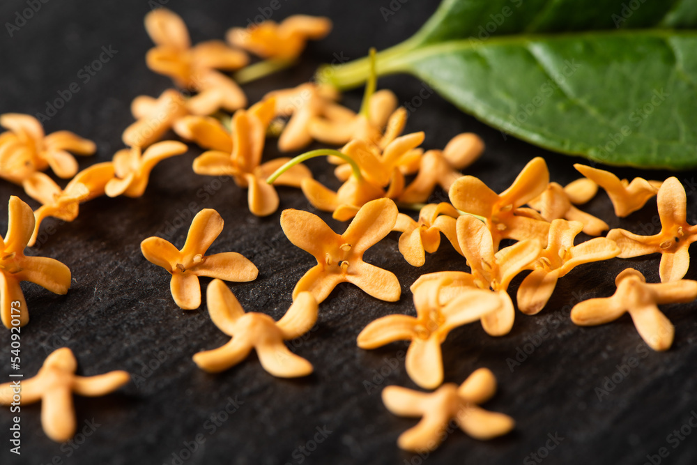orange flowers of Sweet Osmanthus fragrans on table orange flowers of Sweet Osmanthus fragrans on table