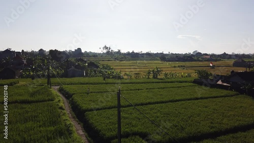 Wallpaper Mural Bali Ricefields in Indonesia, Mount Agung, Green Fields, Harvest Season Skyline, Blue on a Sunny Clear Day, in Gianyar, 60 Fps, Top View Torontodigital.ca