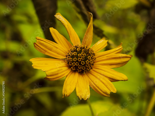 A close-up photo of a yellow flower