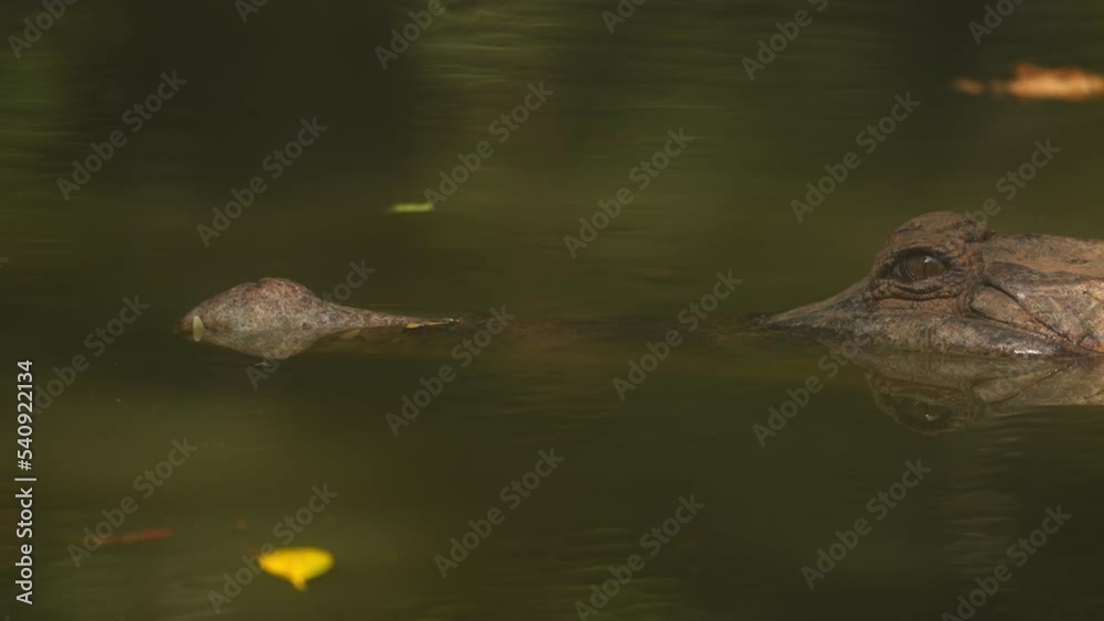 Close up crocodile head and open eyes in river of nature background Close up crocodile head and open eyes in river of nature background