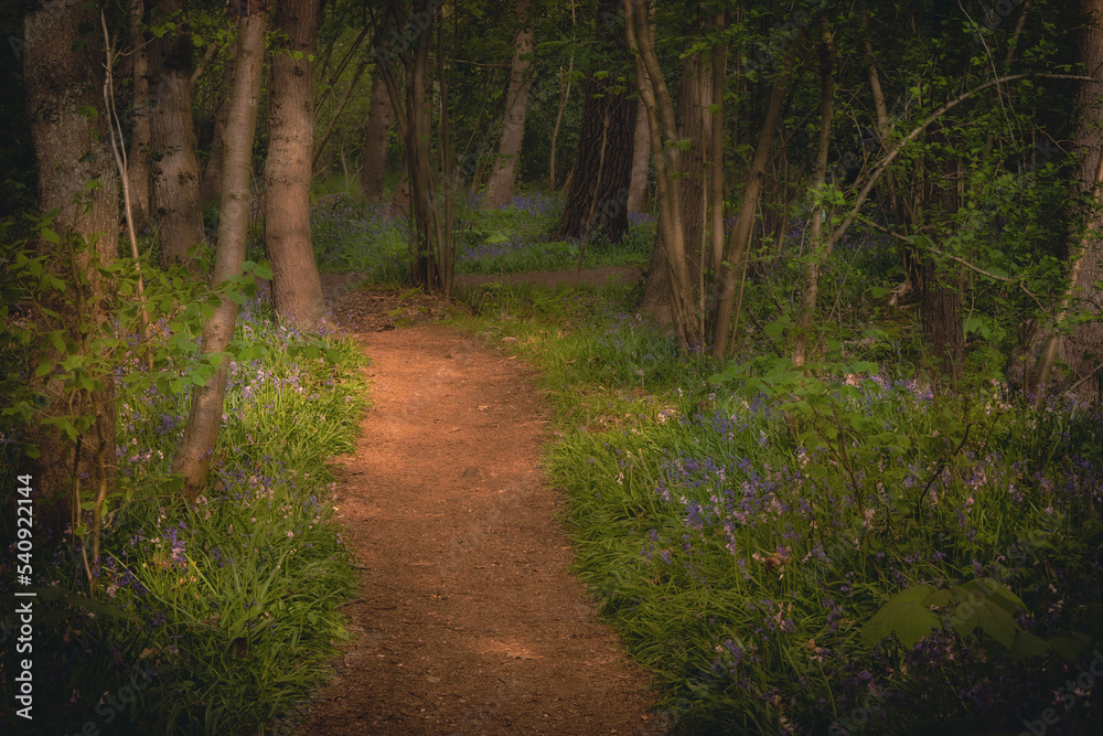 Ścieżka prowadząca przez las. Magiczny, tajemniczy las, piękne niebieskie kwiaty rosnące przy ścieżce.