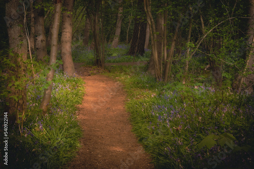   cie  ka prowadz  ca przez las. Magiczny  tajemniczy las  pi  kne niebieskie kwiaty rosn  ce przy   cie  ce.
