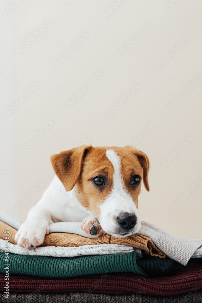  Cute dog jack russell terrier lies on a stack of sweaters and looks away on a beige background