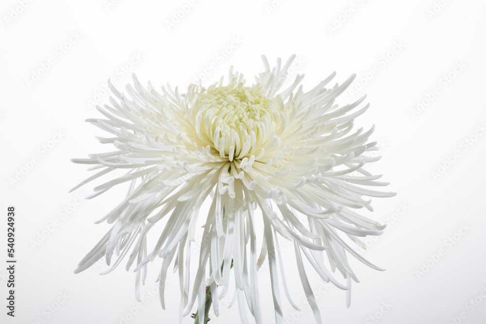 crisantemo bianco crisantemo bianco