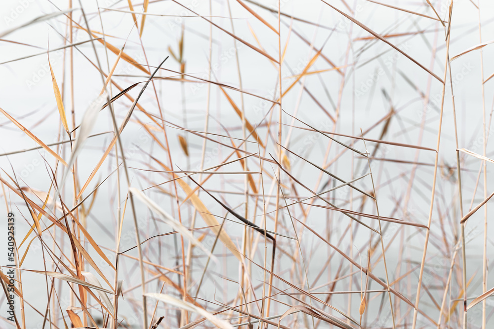 Abstract natural background of chaotic dry leaves of reeds on blur neutral tone background. Dried autumn leaves of pampas grass, nature fon. Dry reeds boho style. Close up stems of tall grass