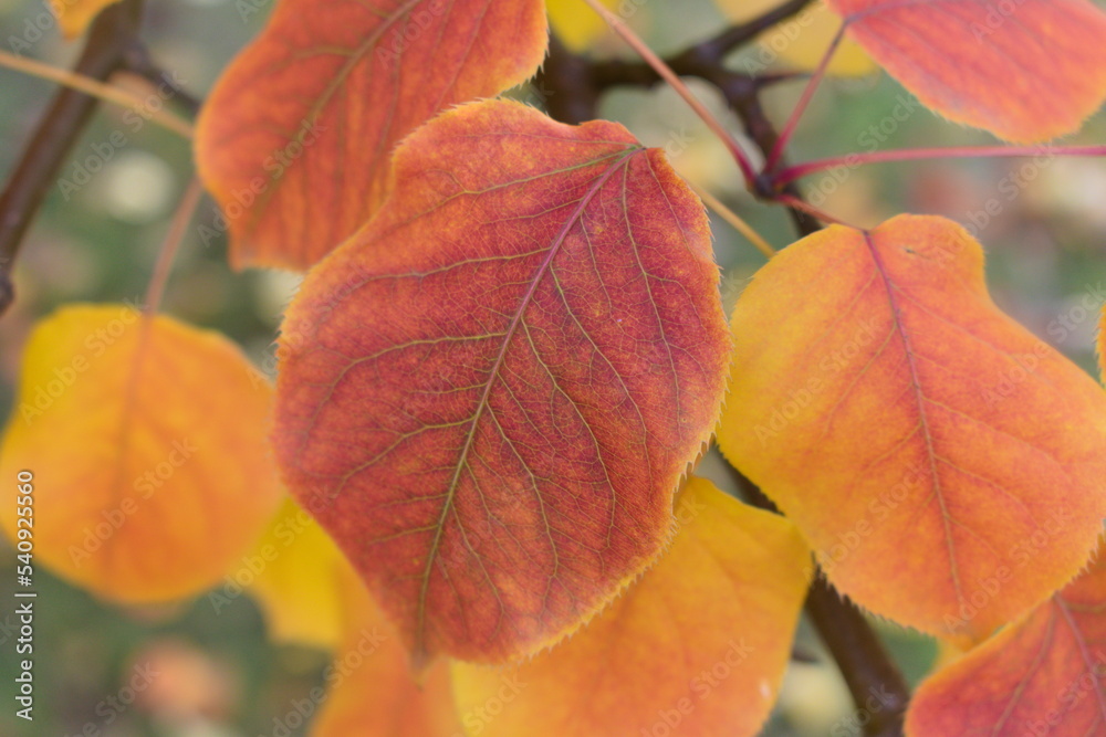 Obraz premium red autumn leaves