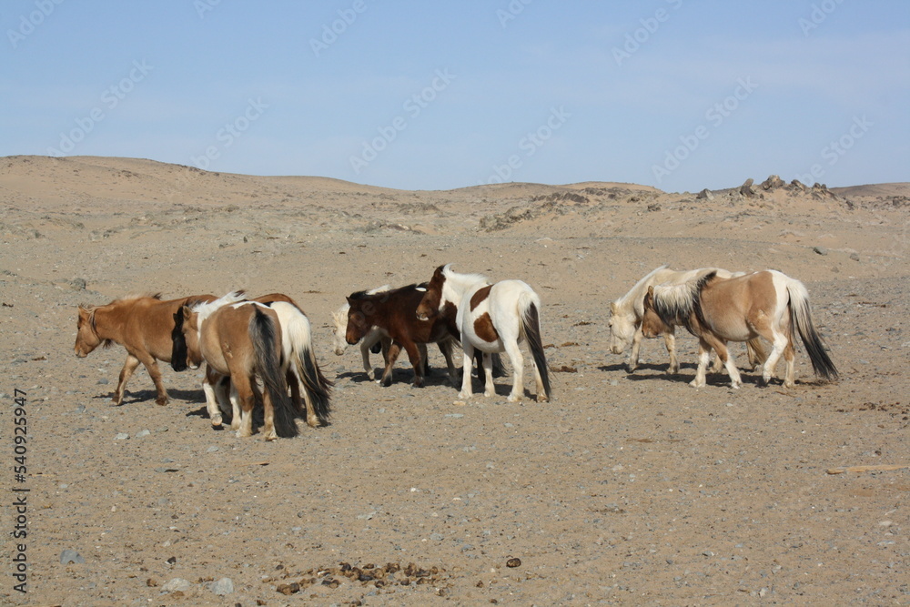 The Mongolian Takhi (Przewalski) horses in the barren Gobi Desert, Chuun Bogd valley in Umnugovi province, Mongolia. The existence of the horses for the nomads is very crucial to their daily lives.