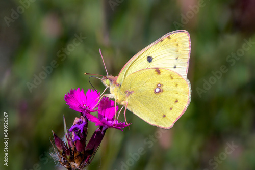 Colias hyale - the pale clouded yellow on Carthusian pink - Dianthus carthusianorum © DirkDaniel