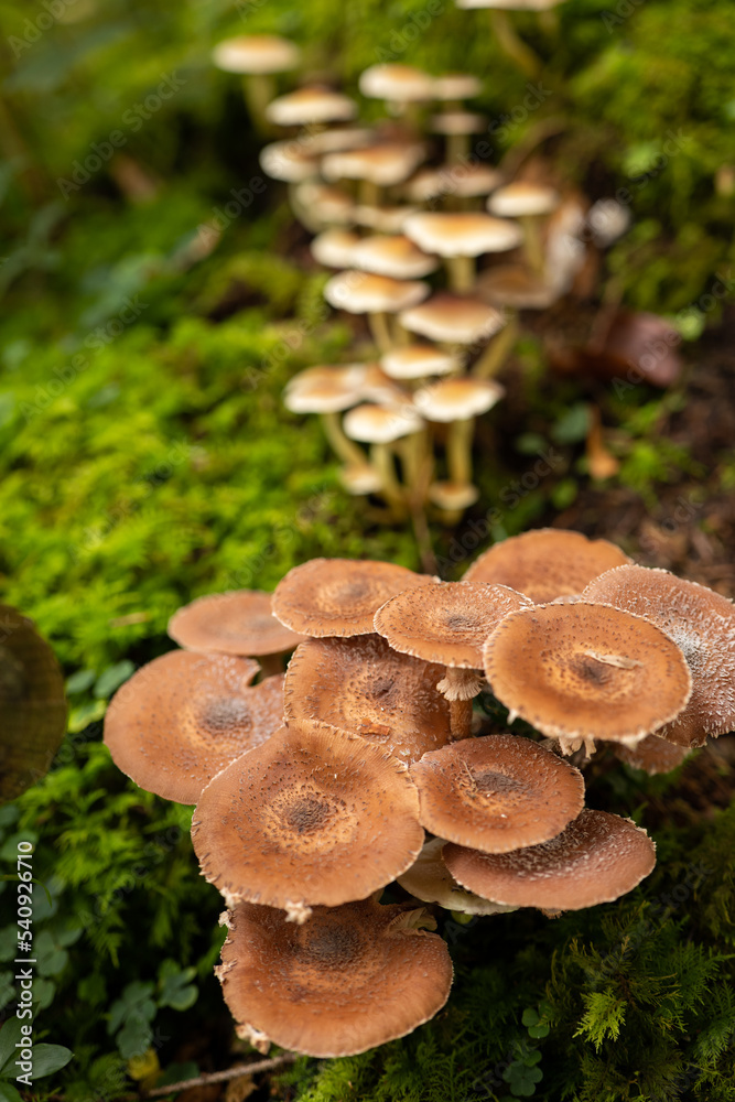 Wild autumn mushrooms growing in the forest in Europe in October. Close up shot, no people Wild autumn mushrooms growing in the forest in Europe in October. Close up shot, no people
