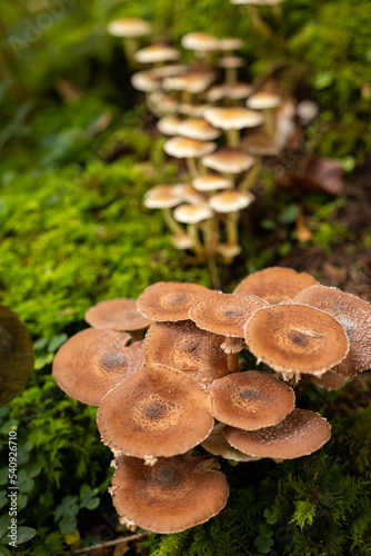 Wild autumn mushrooms growing in the forest in Europe in October. Close up shot, no people
