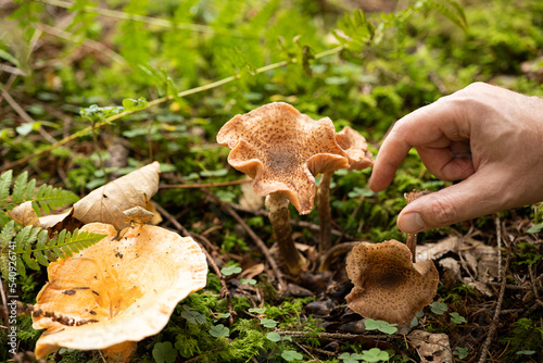 Wild autumn forest mushroom being picked by a male hand. Close up low angle shot, unrecognizable person