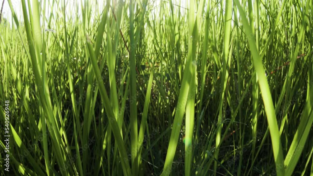 Expanse of Cogon Grass plants that grow wild and fertile in an abandoned vacant land Expanse of Cogon Grass plants that grow wild and fertile in an abandoned vacant land