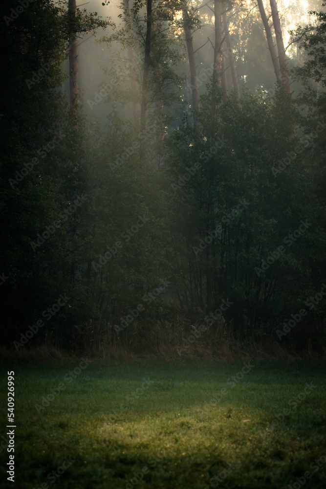 Obraz premium morning in the forest