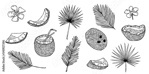 Set of coconut cliparts. Hand drawn nut icon. Tropical illustration. For print, web, design, decor