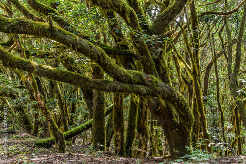 La Gomera pristine forest trees landscape Canary Islands