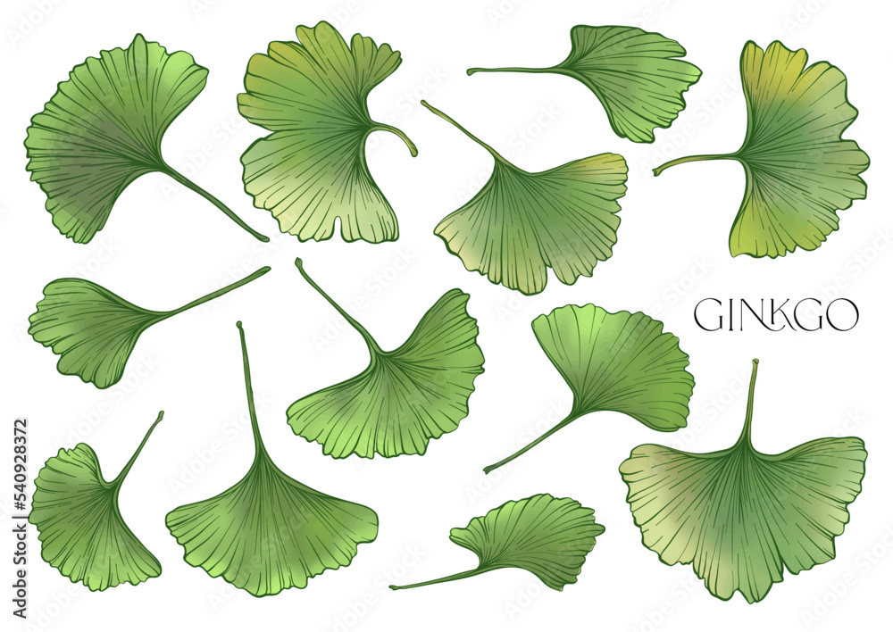 Ginkgo biloba leaves. Clip art, set of elements for design Vector illustration. In botanical style Ginkgo biloba leaves. Clip art, set of elements for design Vector illustration. In botanical style