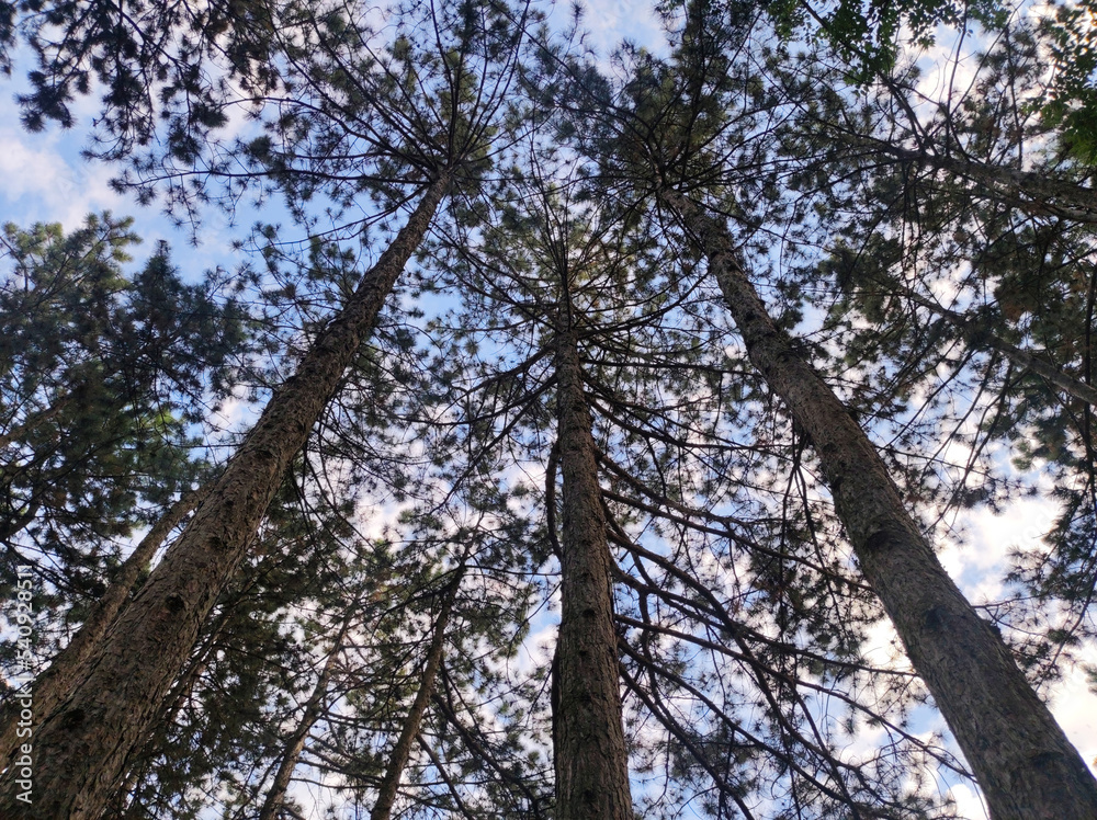 tall trunks of pine trees growing in the forest tall trunks of pine trees growing in the forest