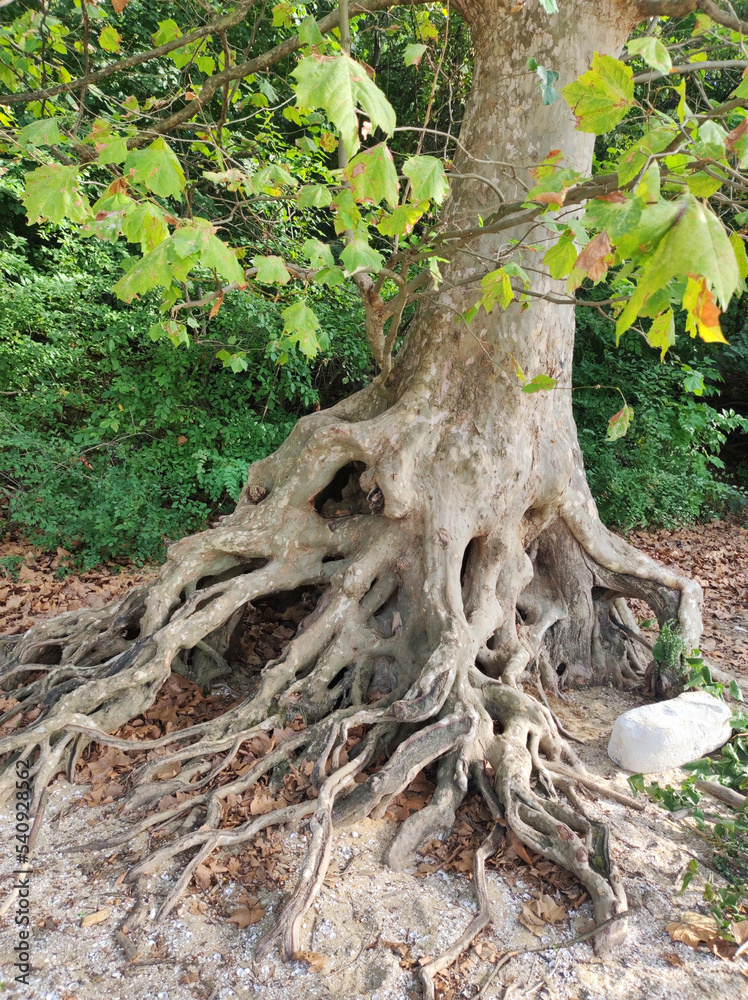 huge roots of plane tree huge roots of plane tree