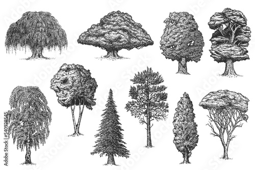 Set vector hand drawn big trees in sketch style isolated on white background. Poplar, spruce, pine, oak, maple, birch, willow, chestnut, cypress. Collection vintage artistic design illustration.