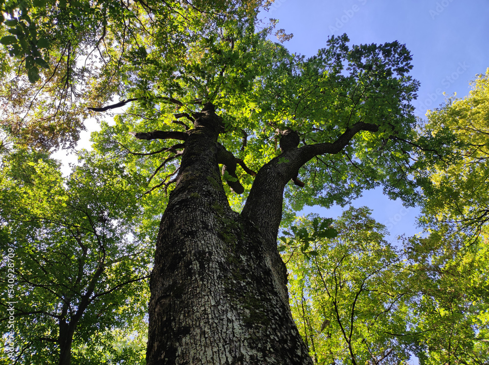 Fototapeta premium tall green oak tree growing in the forest