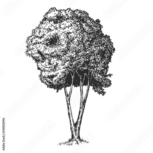 Vector hand drawn tree in sketch style isolated on white background. Monochrome tall big plant. Vintage artistic design art illustration.