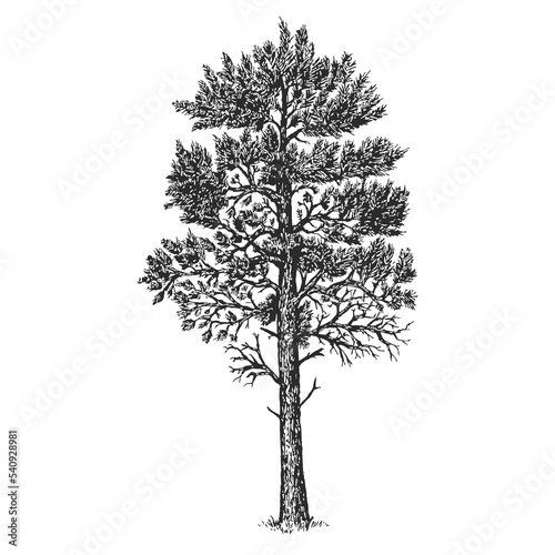 Vector hand drawn pine in sketch style isolated on white background. Monochrome tall evergreen tree. Vintage artistic design art illustration.