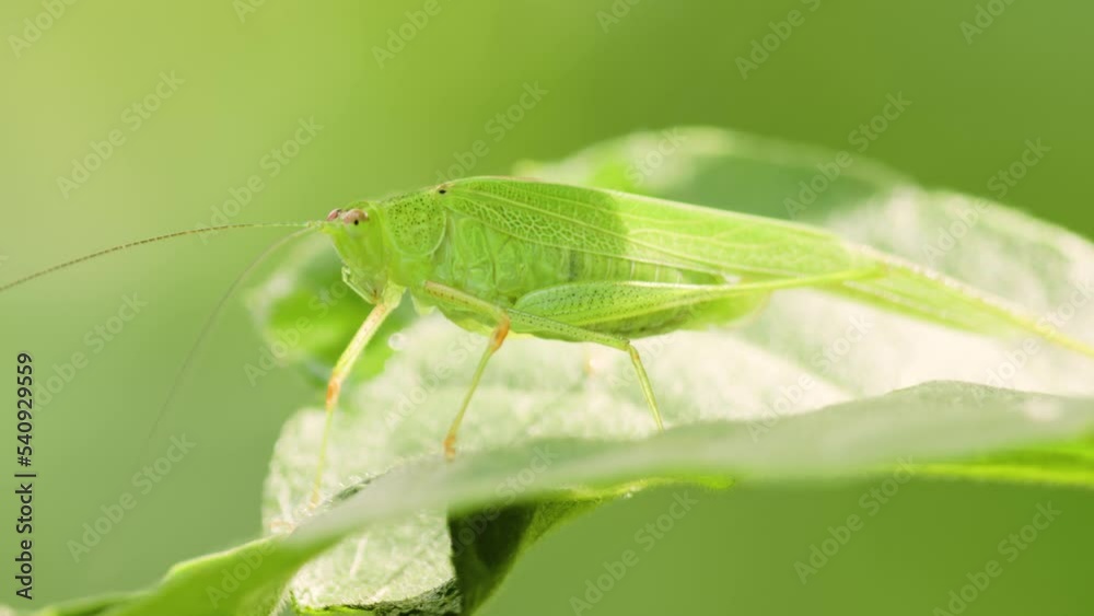 A grasshopper is perched on the surface of a green leaf that sways in the wind A grasshopper is perched on the surface of a green leaf that sways in the wind