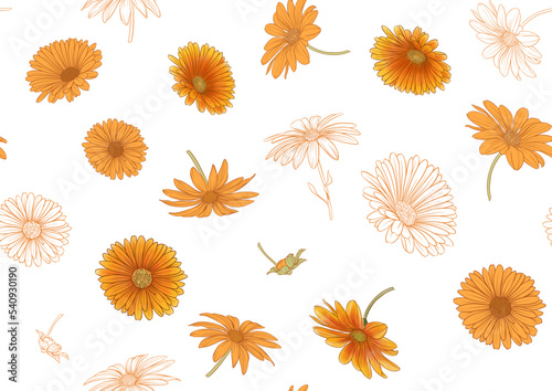 Calendula medicinal herbs and flowers seamless pattern, background. Vector illustration.