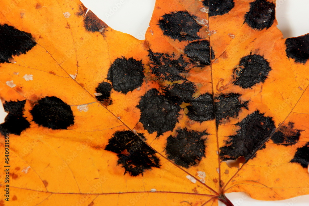 Yellow Maple leaves with black and white spots. Fungal disease or tar spot on maple leaf caused