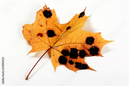 Yellow Maple leaves with black and white spots. Fungal disease or tar spot on maple leaf caused by Rhhytisma acerinum fungus photo