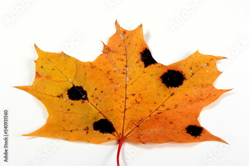 Yellow Maple leaves with black and white spots. Fungal disease or tar spot on maple leaf caused by Rhhytisma acerinum fungus photo