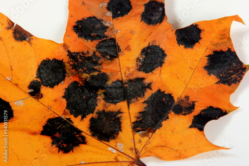 Yellow Maple leaves with black and white spots. Fungal disease or tar spot on maple leaf caused by Rhhytisma acerinum fungus photo