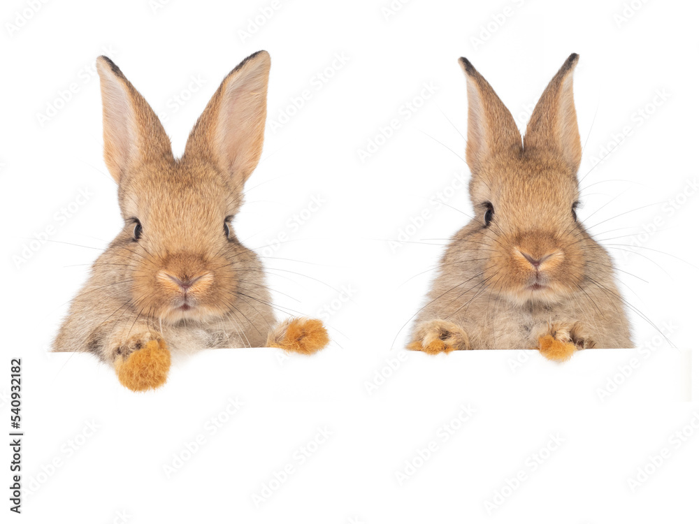 Fototapeta premium Head and face of cute rabbits looking over a signboard on white background.