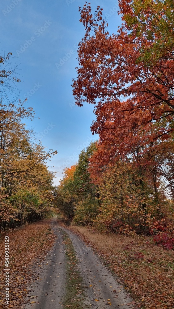 Obraz premium autumn in the forest