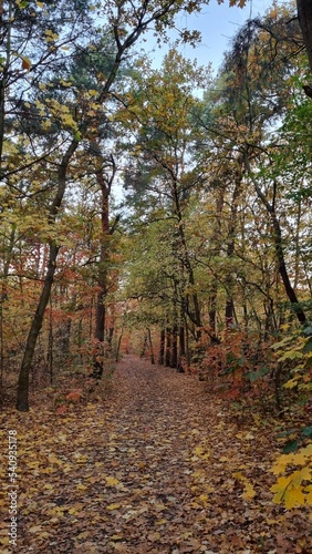 Obraz na płótnie path in autumn forest