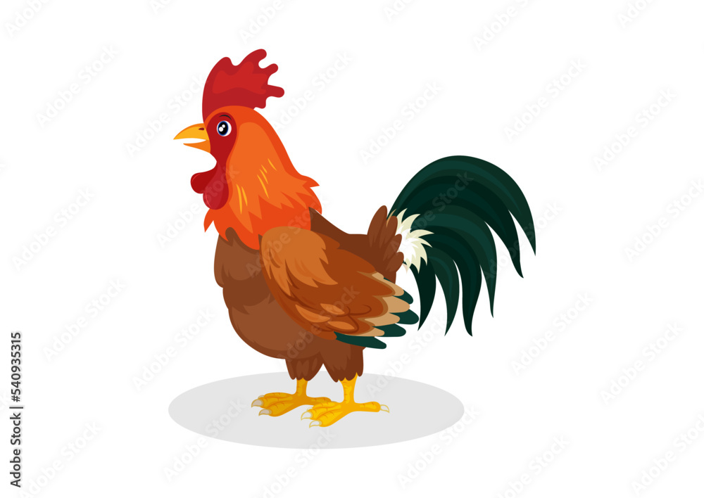 Colorful Rooster, poultry vector illustration on a white background