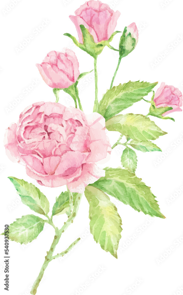 watercolor beautiful English rose flower branch bouquet
