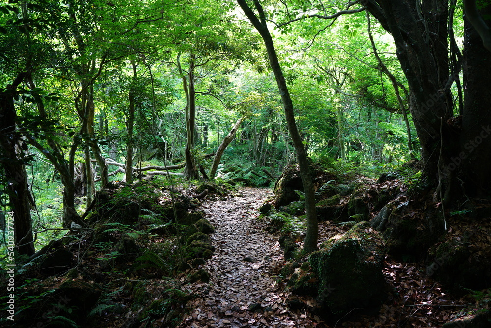 fresh green forest in the sunlight