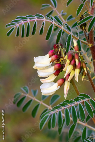 Detail of the beautiful flowers of the plant called Astragalus monspessulanus, photo