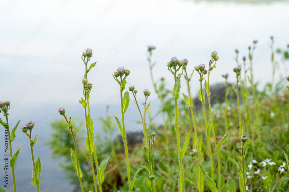 Foggy Pond in Summer. High quality photo was taken early in the morning on a clear lake in New England with focus on clover in the foreground Foggy Pond in Summer. High quality photo was taken early in the morning on a clear lake in New England with focus on clover in the foreground