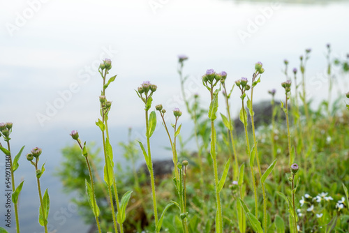 Foggy Pond in Summer. High quality photo was taken early in the morning on a clear lake in New England with focus on clover in the foreground